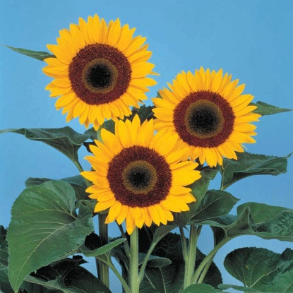 Picture of Helianthus (Sunflower) - Sunbright F1